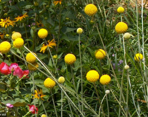 Billy Button Yellow Flowers