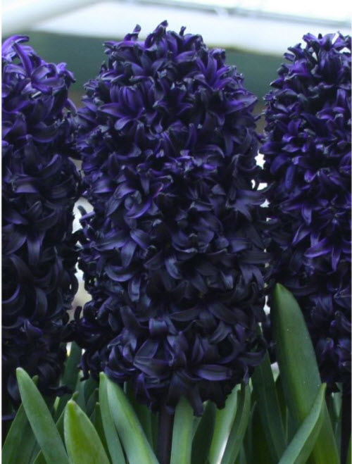 Black Hyacinth