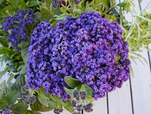 Heliotrope Purple-Flowers