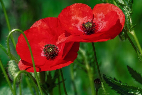 Poppy - red flowers