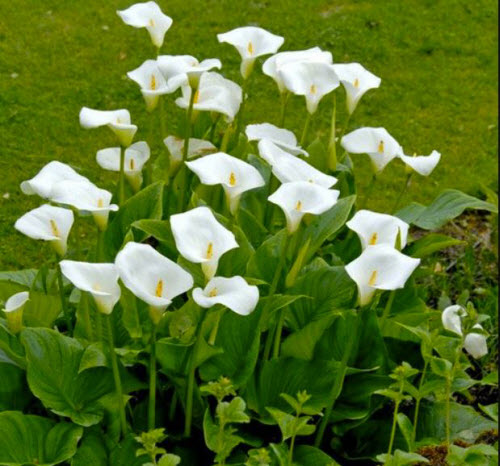 Calla Lily white flowers