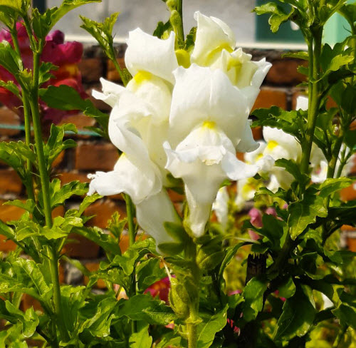 Snapdragon white Flowers