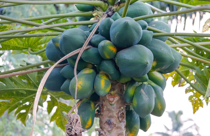 How-to-Grow-Papaya-tree