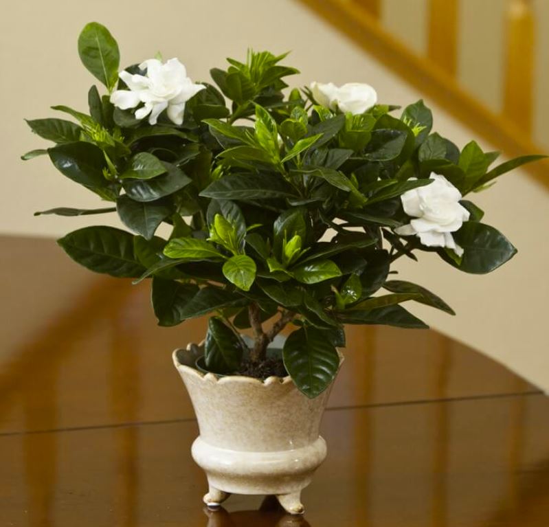 Gardenia-aromatic-Indoor-plant