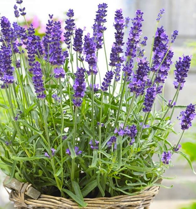 Lavender-fragnand-plant