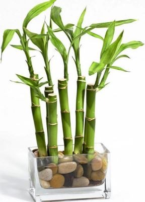 Bamboo Dracaena sanderiana