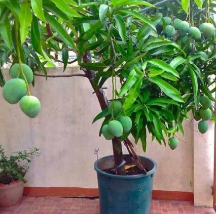 Mango fruit in pot