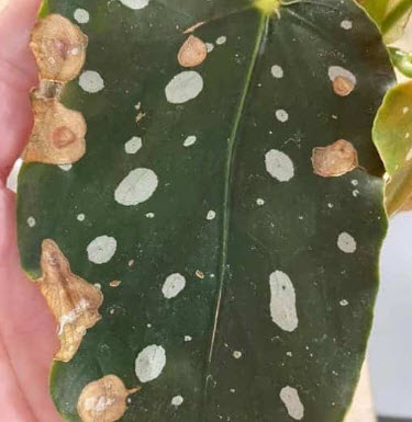 Pest-desease-Begonia-Maculata