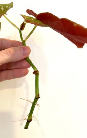 Propagate-Begonia-Maculata-Soil