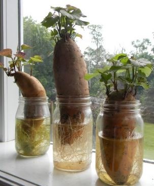 Growing-Sweet-Potatoes-Indoor