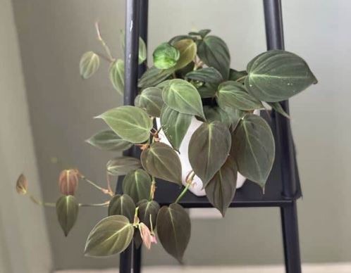 How-to-Care-Philodendron-Micans