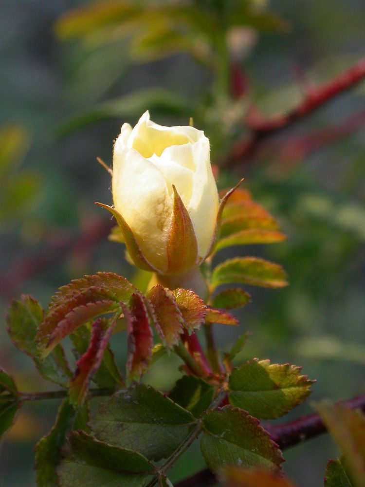 Primula Rose 03
