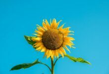 How Many Sunflower Seeds Does One Plant Produce?