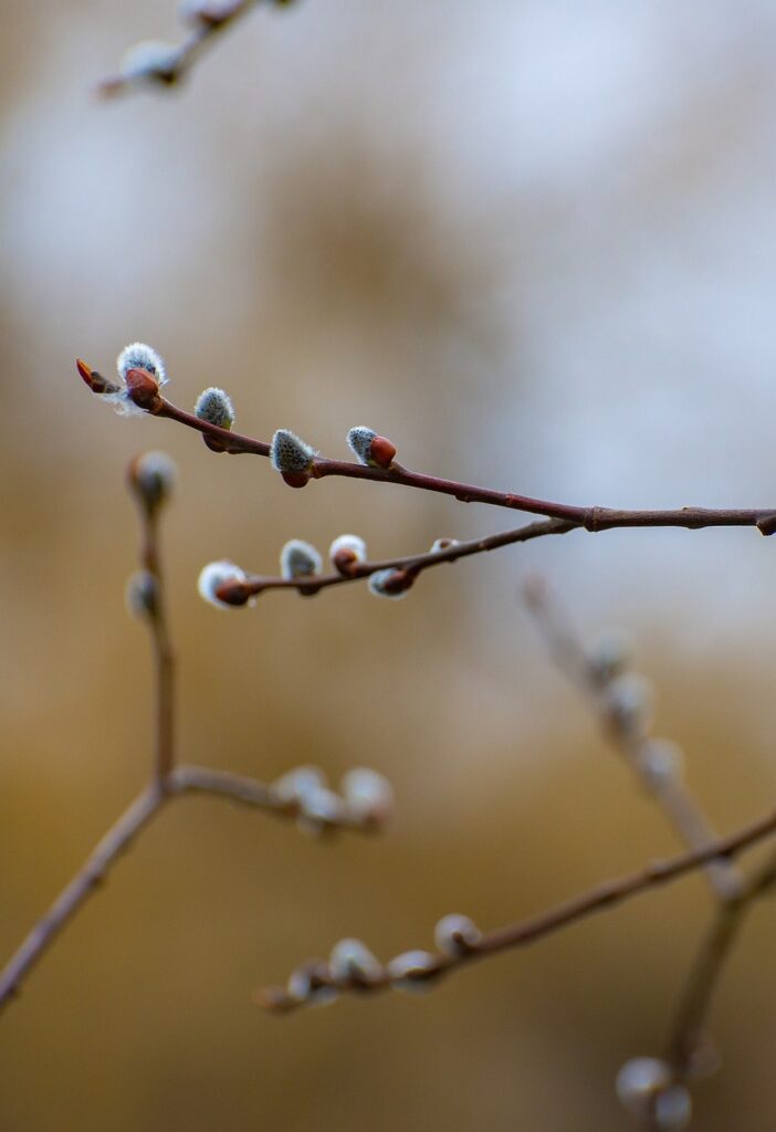 pussy willow, catkins, branch