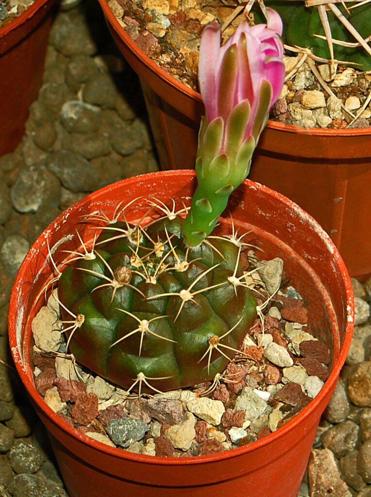 Cactaceae - Gymnocalycium anisitsii