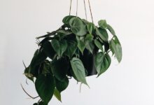 green leaves plant and black hanging pot rack