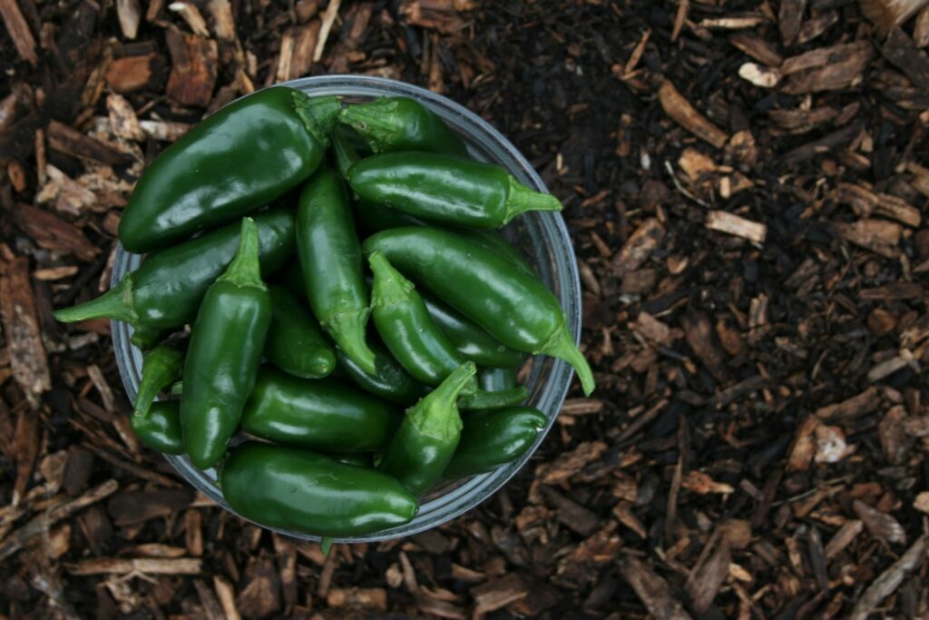 How Many Jalapenos Can You Expect Per Plant?