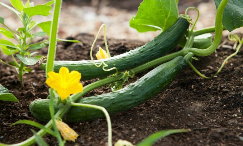 How Many Cucumbers Per Plant?